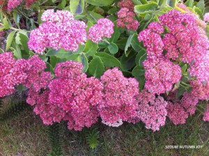 Sedum 'Autumn Joy'- blossom